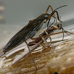 photo "Gerris lacustris ....and his Meal"