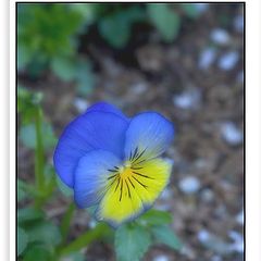 photo "Pansy"