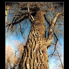 photo "Big old tree"