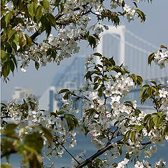 photo "Tokyo. Sakura"