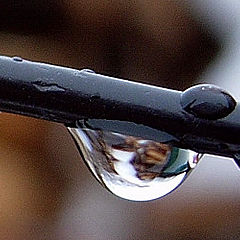 photo "Drops"