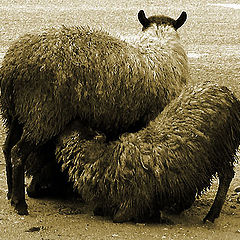 photo "Wool, asphalt & milk"