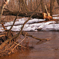 photo "What is necessary for happiness for a beaver?"