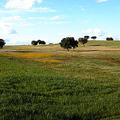 photo "tapestry"