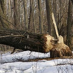 фото "Крепкие зубы"