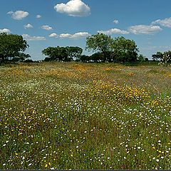 photo "Field Spring"