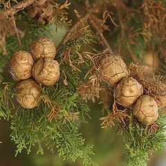 фото "Old tree with little fruits"