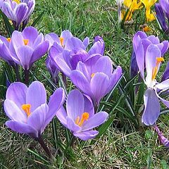 photo "First flowers"