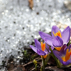 photo "crocuses"