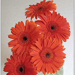 photo "Gerbera"