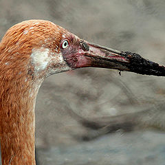 photo "Dirty Crane"