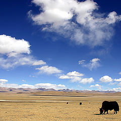 photo "High-mountainous plains of Tibet"