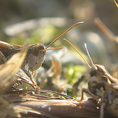 photo "~Meeting~"