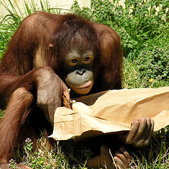 photo "Brown Bag Lunch"