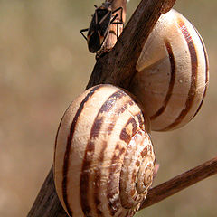 фото "Snails and a friend"