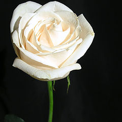 фото "Белая роза"