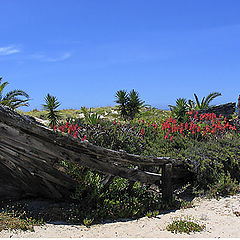 photo "praia do (beach of) barril"