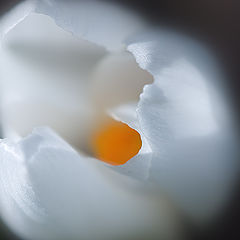 photo "Spring fried eggs"