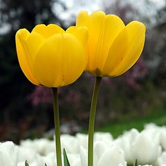 photo "Tulips"