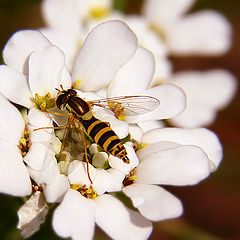 photo "Hoverfly"