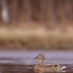 photo "Duck"