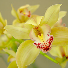 фото "Orchids"