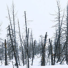 photo "Dead wood."