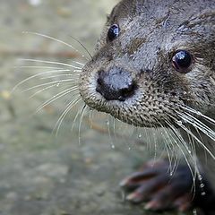 photo "true otter"