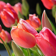 photo "Tulips"