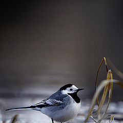 photo "Wagtail"