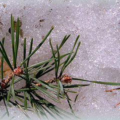 фото "ВЕСНА"