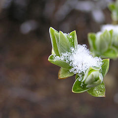 photo "Last snow"