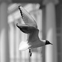 photo "Seagull and Petersburg"