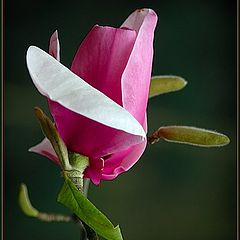 фото "it is spring"