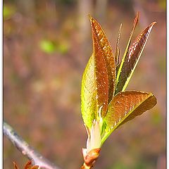 photo "About spring"