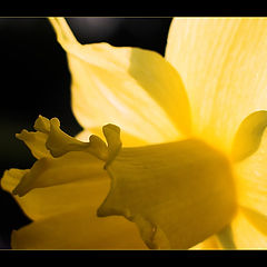 photo "Narcissus"