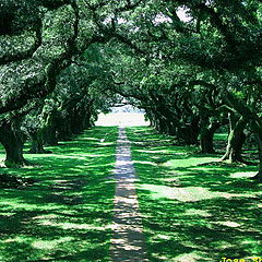 photo "The Path to the Light"