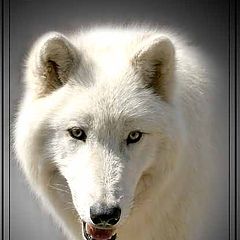 фото "Atka, male Wolf"