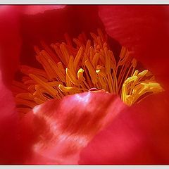 photo "the inner world of a paeony"