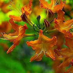 photo "***2"
