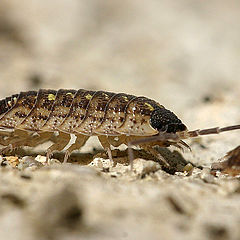 фото "Porcellio scaber"