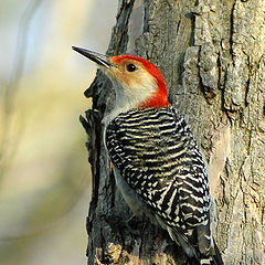 photo "woodpecker"