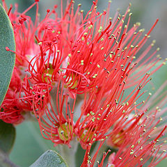 photo "Red Beauty"