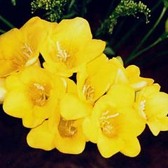 photo "Freesias"