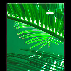 photo "Palm"