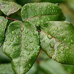 фото "After raining"