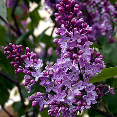 photo "Lilac"