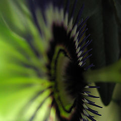 photo "Passiflora"