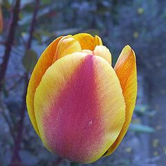 photo "A tulip in the blue"