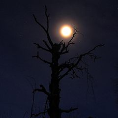 фото "Tree and Moon"